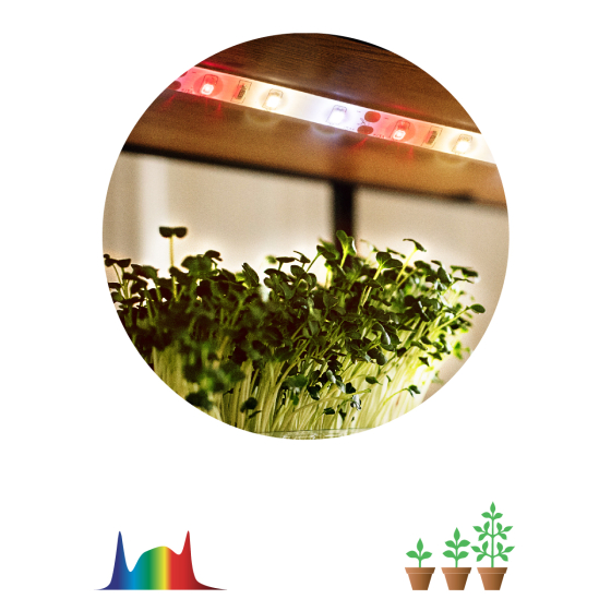 Купить оптом недорого Светодиодная лента для растений ЭРА FITO-Strip Light-Rа90-3m полного спектра 3м IP65